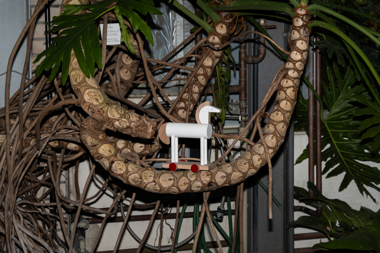 KUTULU-Plant-Kingdom-AMARIS