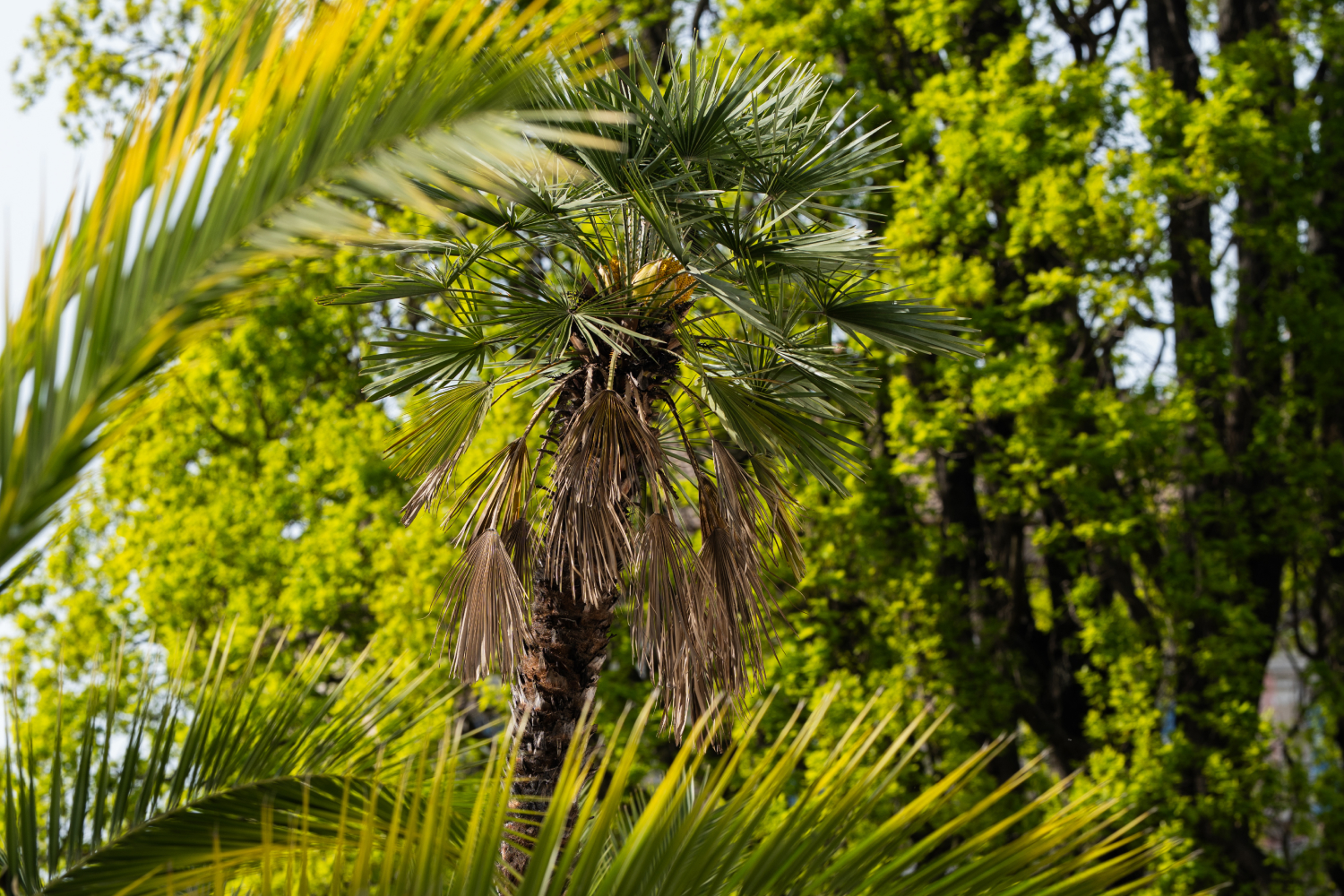 KUTULU-Plant-Kingdom-trees